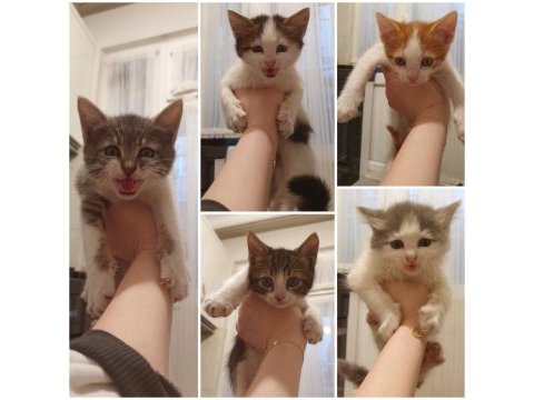 Van kedisi kırması gözleri yeşil mavi anne ve yavrular