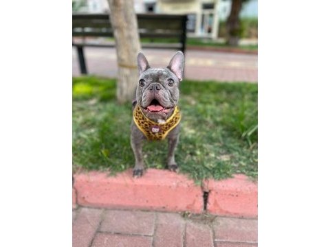 Damızlık yetişkin dişi french bulldog