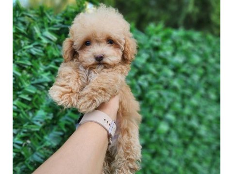 Ruhsatlı köpek çiftliğinden maltipoo  yavrularımız 
