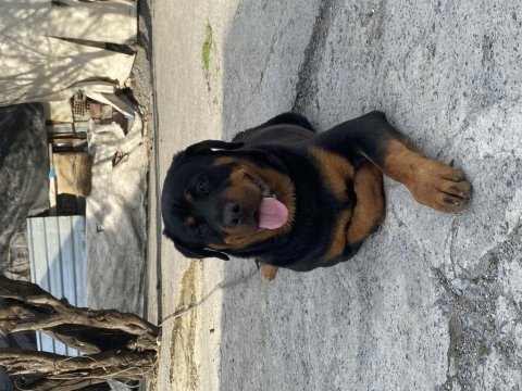 Çipli kimlikli rottweiler