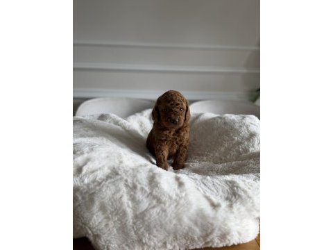 Kore kanı toy poodle yavrular