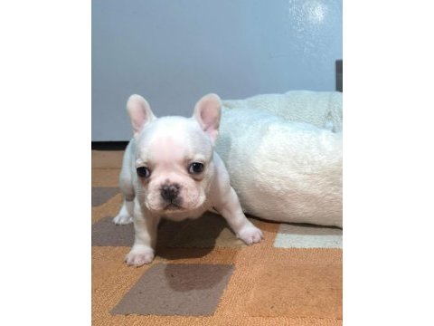 A kalite egzotik french bulldog yavrular