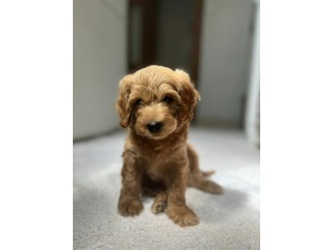 Kahve ton uyguna maltipoo yavrumuz mağazamızdan teslim