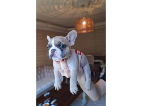 Renk renk french bulldog bebekler