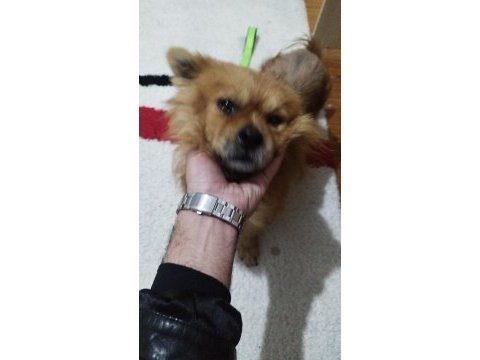 Shiba inu mix breeds köpeğimiz