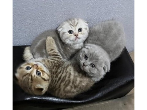 Ev ortamından british ve scottish fold yavrular