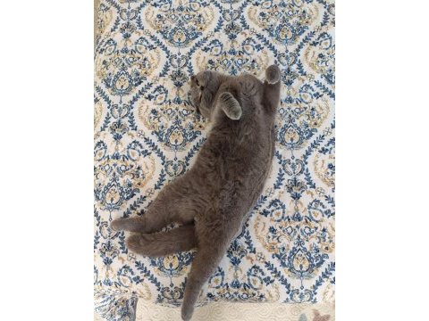10 aylık erkek scottish fold