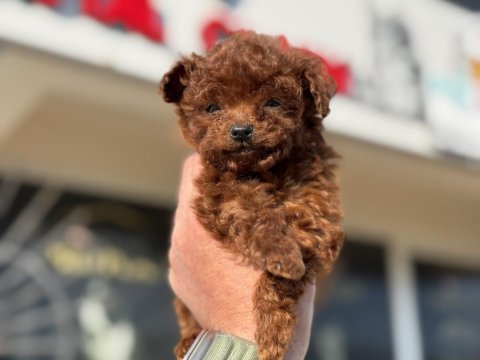 Petmode köpek çiftliğinden tea cup kore poodle