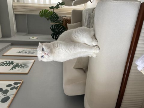Ücretsiz sahiplendirme scottish fold kedisi