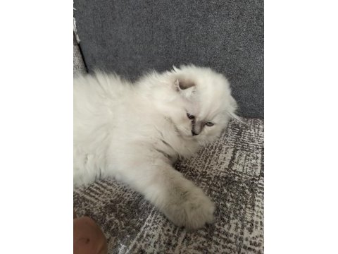 1 adet scottish fold dişi miya