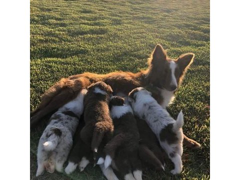 Border collie yavru köpekler
