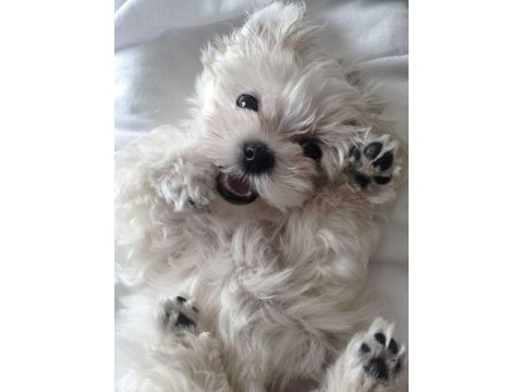 Maltese babby