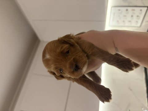 Toy poodle dişi erkek sütten kesilmesine 2 hafta kaldı
