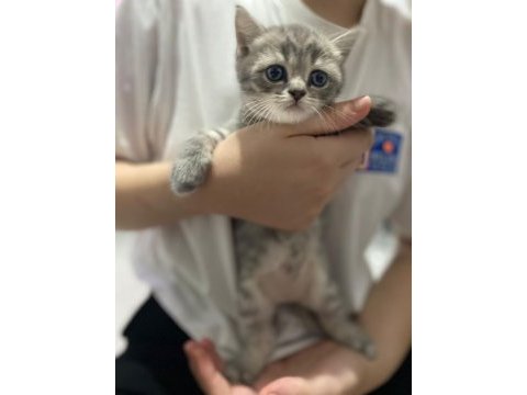 British shorthair prenseslerime yuva arıyorum