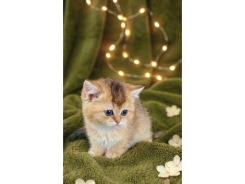 British shorthair golden yavrular
