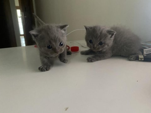 Scottish fold longhair