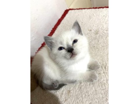 British shorthair blue point yavru