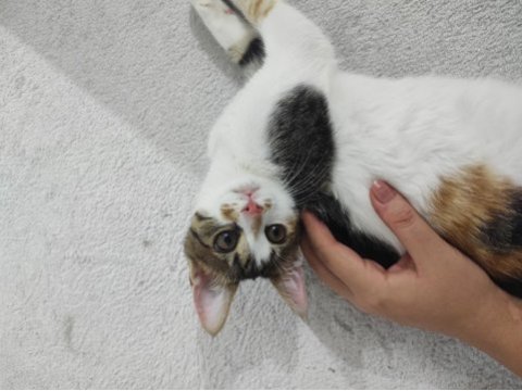 5 aylık dişi calico cinsi kedimiz iç dış paraziti yapıldı