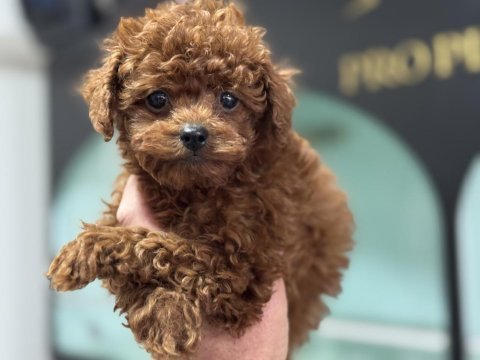 Petmode  köpek çiftliğinde ziyarete açık toy poodle