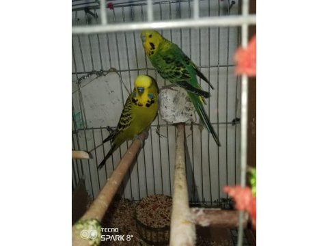 Jumbo muhabbet kuşu