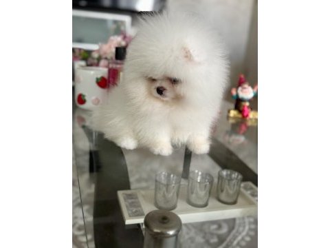Teacup ayıcık pomeranian