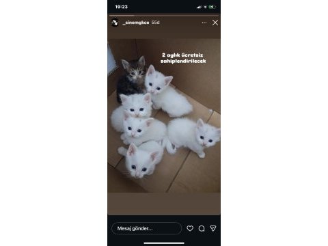 2 hafta sütten kesilince sahiplendirilecek kediler