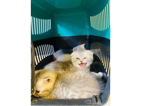 Scottish fold kırık kulak