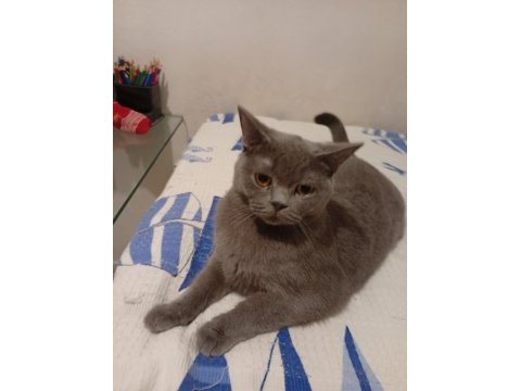 British shorthair