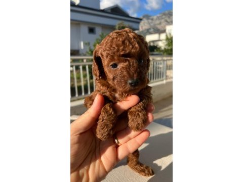 Toy poodle dişi köpeği