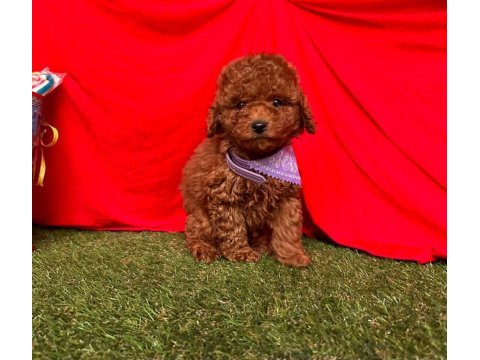 Safkan toy poodle yavrularımız