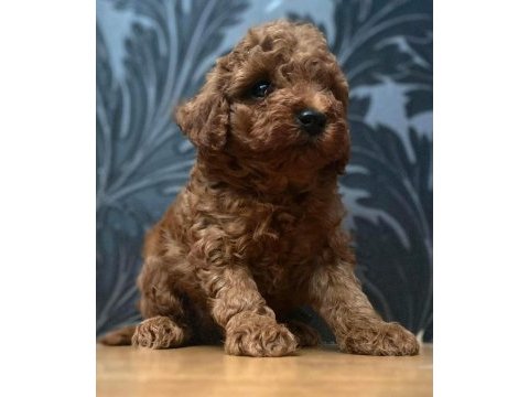 Red toy poodle