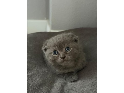Minik scottish fold yavrularımıza yuva arıyoruz