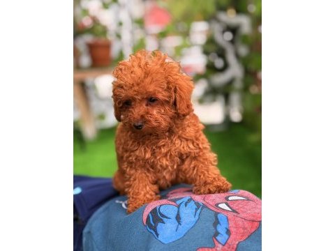 Toy poodle erkek ve dişi