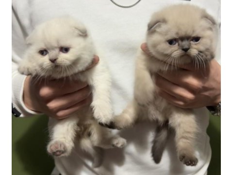 Scottish fold blue point üst kalite kardeşler