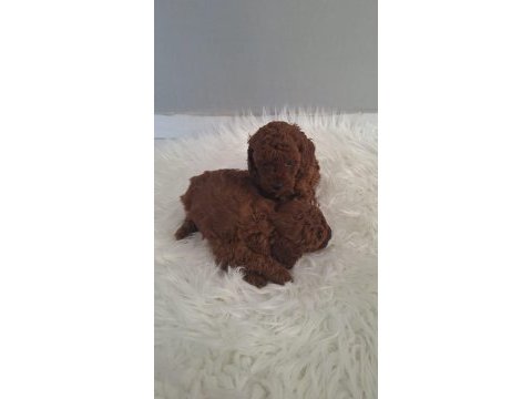 Minnoş poodle kızlarımız