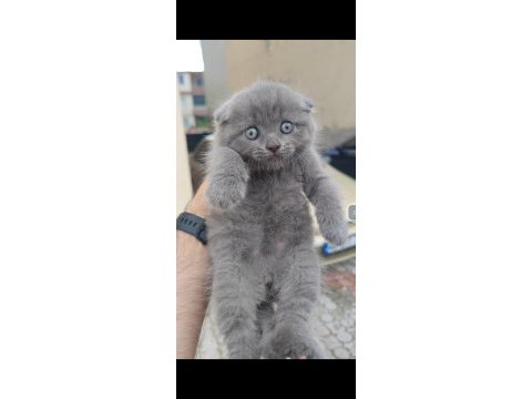Scottish fold kedimiz için ulaşın