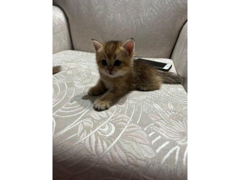 Golden yavrular british shorthair