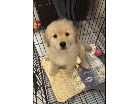 Golden retriever yavru köpekler