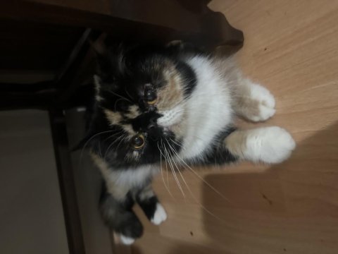 Şecereli calico exotic shorthair dişi