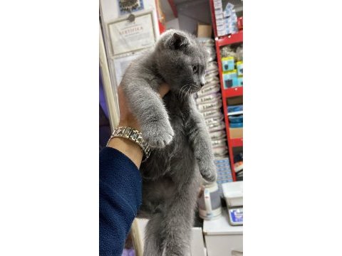Kendi british shorthair yavrum british orjinal safkan