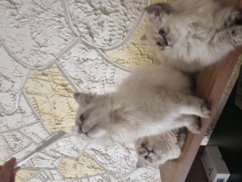 Yavru bebekler british longhair
