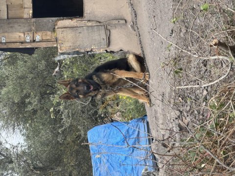Çok akıllı bir alman kurdu