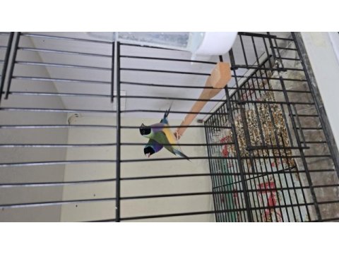 Gouldian finch (gökkuşağı ispinozu)