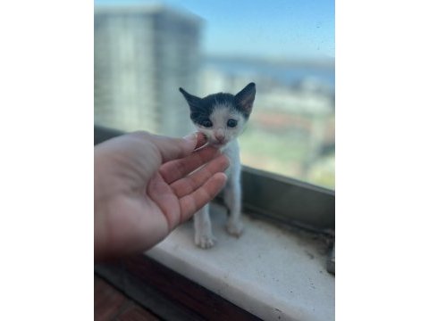 1 aylık 4 miniğimize yuva arıyoruz