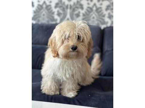 Maltipoo üretimlik dişi