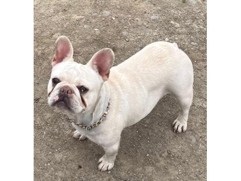 2 yaşında blue cream dişi kızanı yakın french bulldog