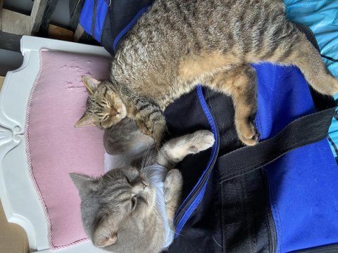 British shorthair kedimize yuva arıyoruz