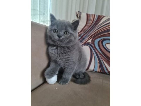 British shorthair 2 aylı 1 tane dişi
