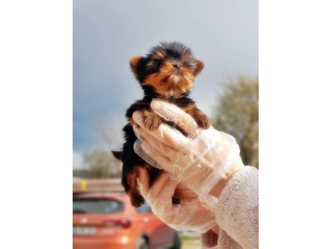 Tea cup yorkshire terrier yavru