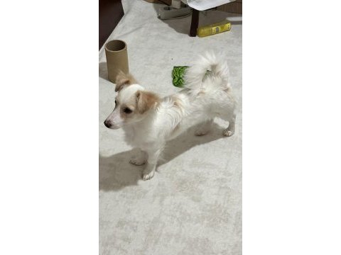 5-6 aylık yavru terrier